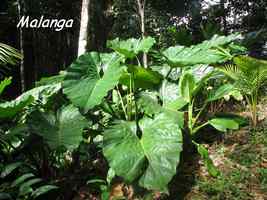 malanga, racine, bras de fort, goyave, guadeloupe