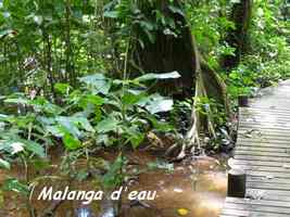 malanga d`eau, Montrichardia arborescens, Pointe à Bacchus