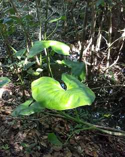 malanga gratter Babin vieux bourg guadeloupe