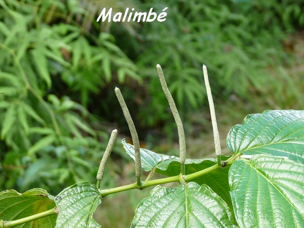 Malimbé, poivre, Piper dilatatum, Contrebandiers, Guadeloupe