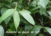 malimbé, arbuste, madeleine, basse terre sud, guadeloupe