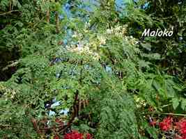 maloko, Moringa oleifera, Madame