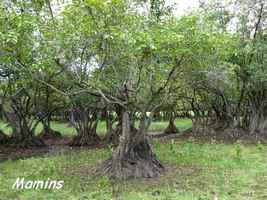 Mamins, Anona glabra, Littoral Deshaies