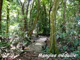 Forêt marécageuse et mangles médailles, Pterocarpus officinalis, Pointe à Bacchus