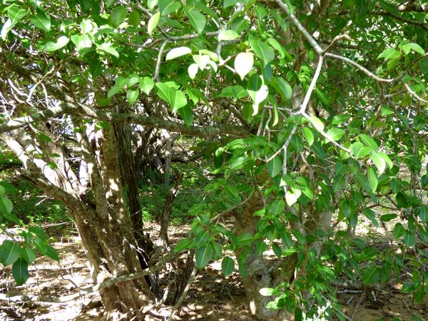 mancenillier, Hippomane mancinella, arbre, Port Louis, grande terre, Guadeloupe