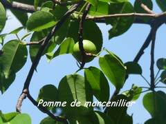 Hippomane mancinella, pointe allègre, basse terre, guadeloupe