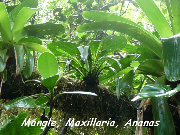 Mangle, Maxillaria coccinea, Ananas bois, Piton de Bouillante