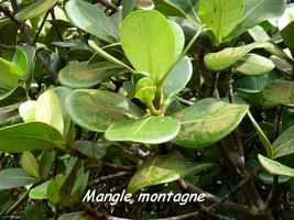 mangle montagne, arbre, soufrière, guadeloupe