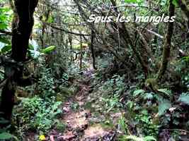 sentier sous les mangles, Trace V Hugues, B Terre