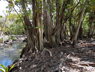 mangles médailles mangrove mamalier cote sous le vent Guadeloupe