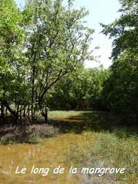 Le long de la mangrove, Petit Havre