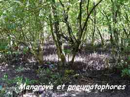 Mangrove, Petit Havre