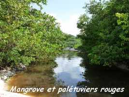 Mangrove inondée, Petit Havre