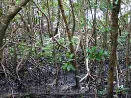 Mangrove, Pointe à Bacchus