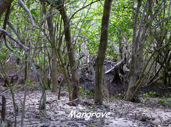 mangrove,TGT2, L