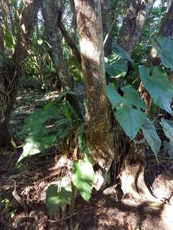 mangrove Babin Vieux bourg Guadeloupe