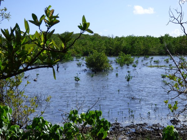 mangrove inondée, Port Louis, Grande terre, guadeloupe