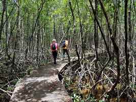 mangrove port louis grande terre guadeloupe