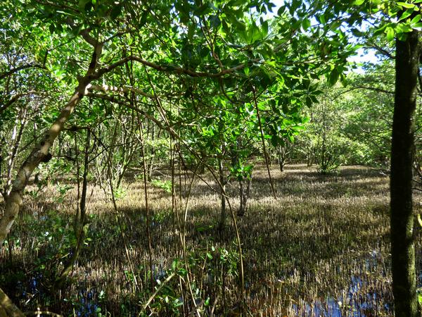 Pneumatophores, mangrove, port Louis, grande terre, guadeloupe