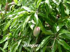 Mangues, Mangifera indica, Marie Galante