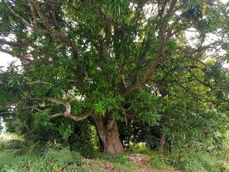 manguier birmingham baie mahault Guadeloupe