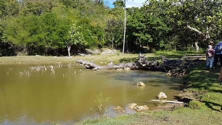 manguier de la mare 2 grands fonds Guadeloupe