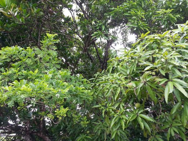 manguier et abricotier, Muraille, Ste Rose, Guadeloupe