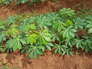 manioc pte bacchus pt bourg guadeloupe