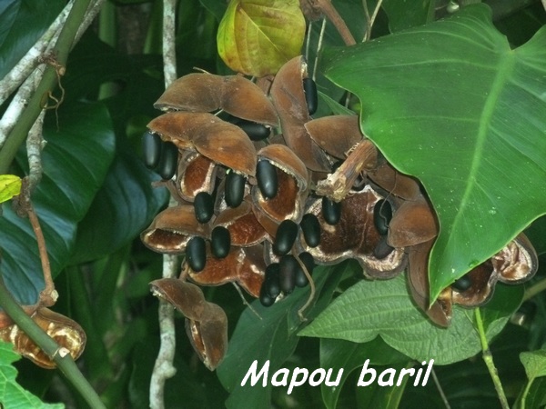 mapou baril, bois banane, lamentin