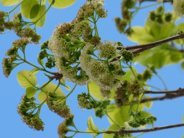 Mapou gris, Pisonia subcordata, anse laborde