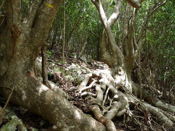 Mapou gris, Pisonia subcordata, littoral gosier