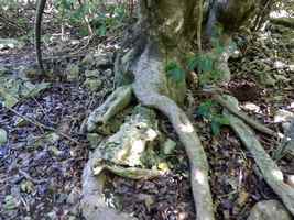 Mapou gris, Pisona subcordata, moule bois baron, grande terre nord, Guadeloupe