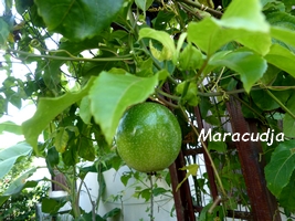 maracudja grimpantes guadeloupe