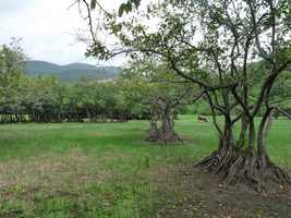 Marais, Littoral Deshaies