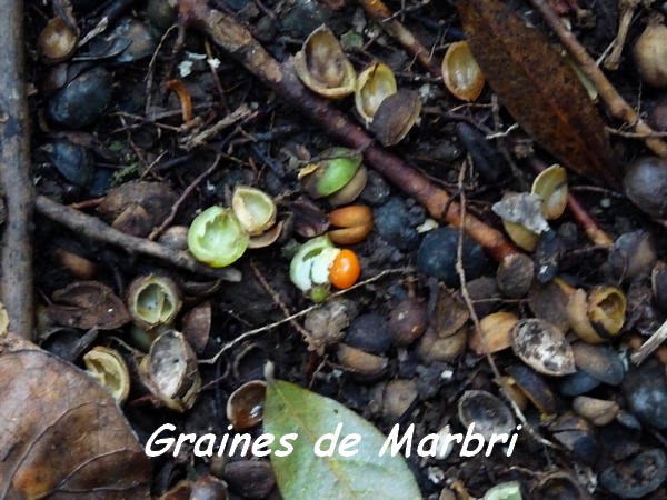 marbri graines papaye L