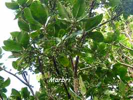 marbri, arbre, soufrière, guadeloupe