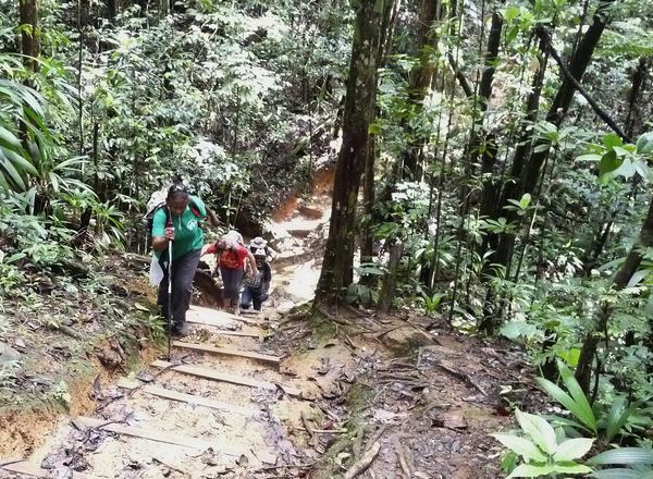 sentier, marches, trois cornes, nord basse terre, guadeloupe