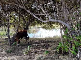 mare et boeuf Bois jolan ste anne guadeloupe