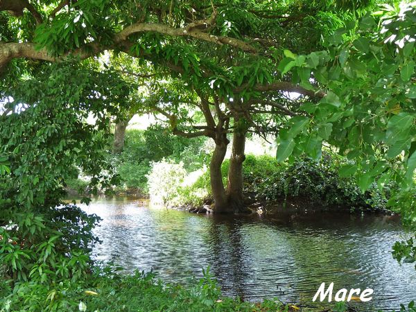 Mare , Hauts de capesterre, Marie Galante