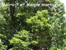 Byrsonima trinitensis, Clusia mangle, Papaye