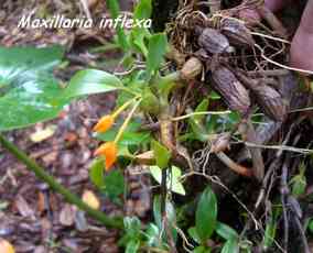 orchidée, nez cassé, st claude, basse terre, gaudeloupe