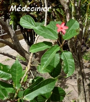 médicinier arbuste guadeloupe