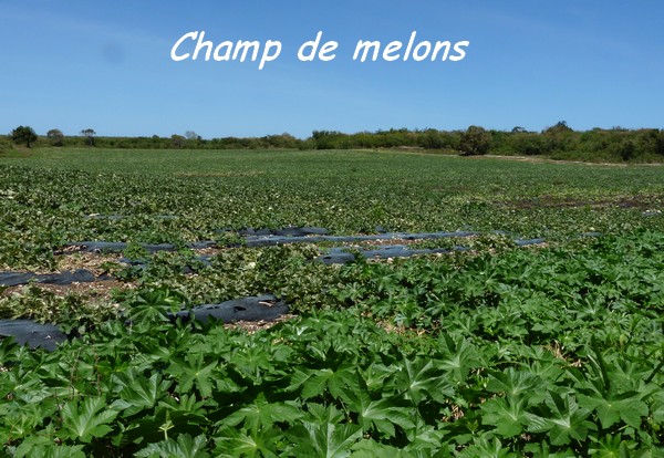 melon champ,TGT2, L