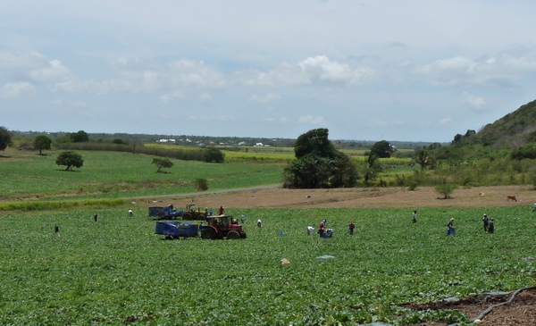 melonniers, barre de cadoue