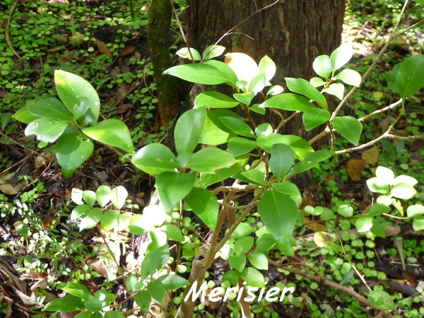 merisier, arbre, maiosncelle, grande terre, guadeloupe