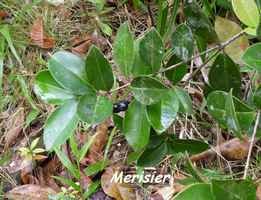 merisier, ravine gras, petit bourg