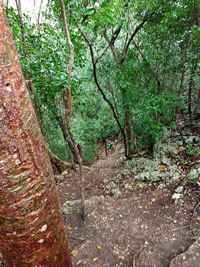 montee ravine 3 vaches Guadeloupe