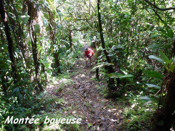 Montée, baille argent, tete allègre , basse terre nord, Guadeloupe