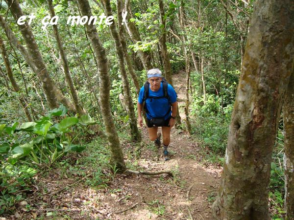 montée, daniel, trace baille argent, basse terre nord, gaudeloupe