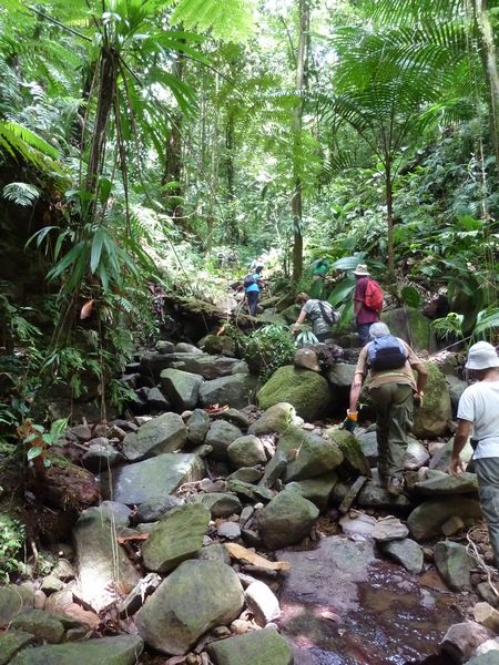 montée petite cascade mangle, chutes moreau, Basse terre